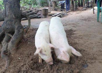 Épidémie de peste porcine à Bwadi