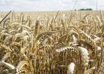 Remplacer la farine de blé par celle de manioc pour contourner les difficiles importations de blé ?