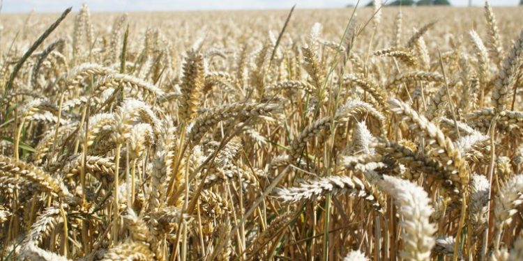 Remplacer la farine de blé par celle de manioc pour contourner les difficiles importations de blé ?