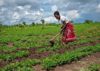 RDC : Mise en place d&rsquo;un Conseil Consultatif pour la relance du secteur agricole