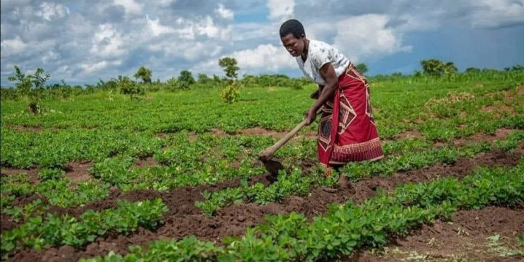 RDC : Mise en place d&rsquo;un Conseil Consultatif pour la relance du secteur agricole