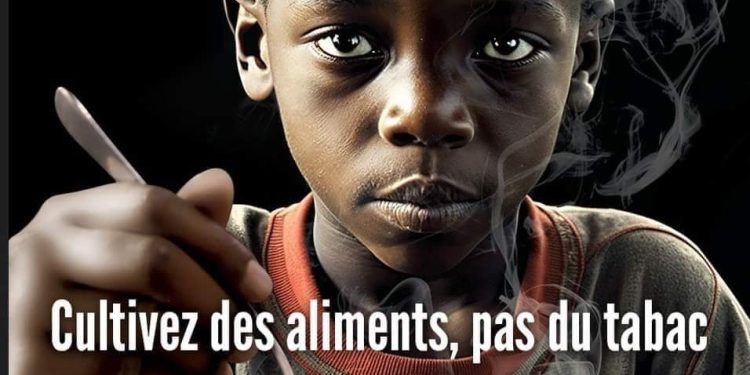 RDC : Le Lualaba, le Kasaï Oriental, le Haut-Uélé et l&rsquo;Equateur, provinces championnes en culture du tabac.