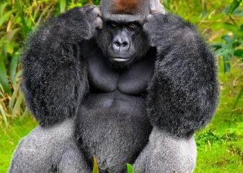Trafic d’espèces protégées : 3 Anciens Hauts Fonctionnaires congolais interdits d’entrée aux USA