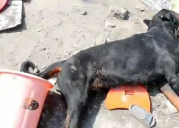 Kinshasa : Le ministre provincial de la Santé annonce des mesures strictes pour encadrer la possession de chiens de race