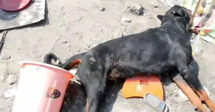 Kinshasa : Le ministre provincial de la Santé annonce des mesures strictes pour encadrer la possession de chiens de race