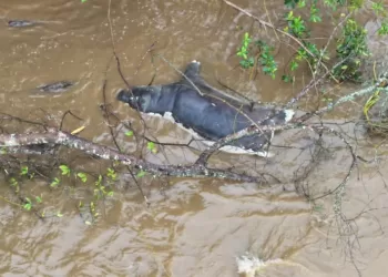 Parc des Virunga : Une épizootie signalée dans le secteur du lac Édouard, l’ICCN alerte les populations riveraines