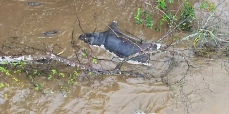 Parc des Virunga : Une épizootie signalée dans le secteur du lac Édouard, l’ICCN alerte les populations riveraines