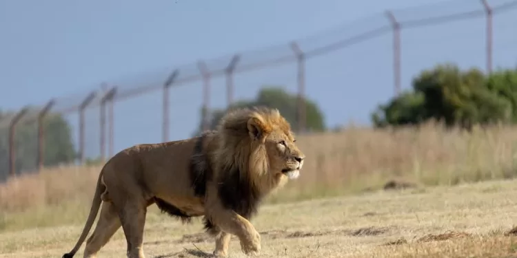 Lubumbashi : Deux lions en cavale, la population appelée à la vigilance
