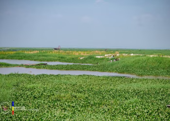 Baie de Ngaliema : Entre menaces, espoirs de sanctuarisation et mémoire d’un patrimoine à préserver