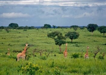 RDC – Parc national de la Garamba : la population de girafes passe de 22 à 105 en treize ans