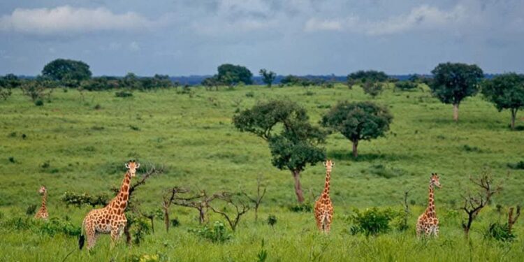 RDC – Parc national de la Garamba : la population de girafes passe de 22 à 105 en treize ans
