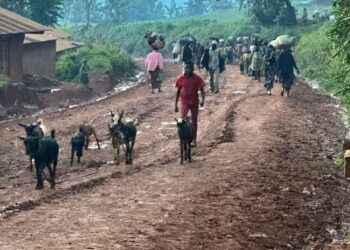 Ituri : La MONUSCO dénonce de nouveaux massacres de civils perpétrés par la milice CODECO à Djugu