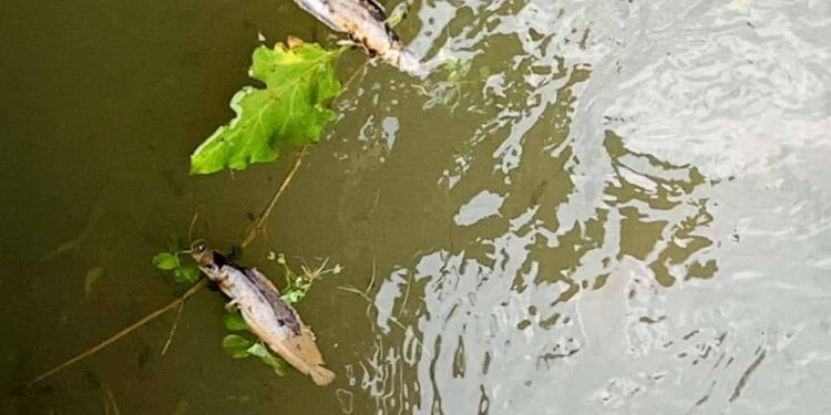 Pollution acide à Lubumbashi : La gouvernance minière congolaise à l’épreuve