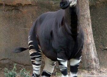 RDC : l’okapi obtient la protection internationale maximale