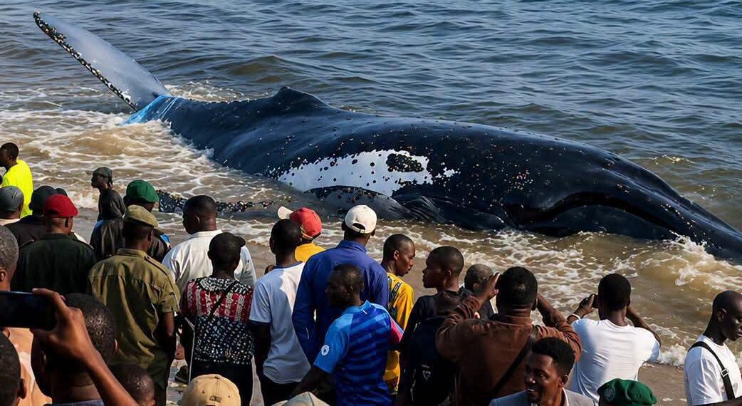 Muanda : la baleine n&rsquo;a pas survécu, un drame écologique qui interpelle la RDC