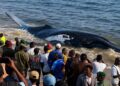 Muanda : la baleine n&rsquo;a pas survécu, un drame écologique qui interpelle la RDC