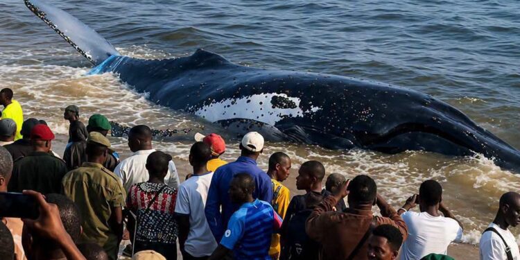 Muanda : la baleine n&rsquo;a pas survécu, un drame écologique qui interpelle la RDC