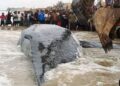 Baleine échouée à Moanda : après un épisode inédit, le gouvernement promet de mieux se préparer