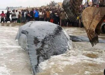 Baleine échouée à Moanda : après un épisode inédit, le gouvernement promet de mieux se préparer