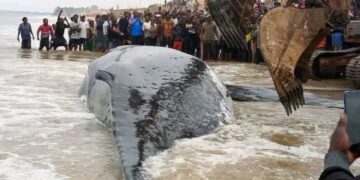 Baleine échouée à Moanda : après un épisode inédit, le gouvernement promet de mieux se préparer