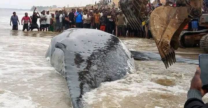 Baleine échouée à Moanda : après un épisode inédit, le gouvernement promet de mieux se préparer