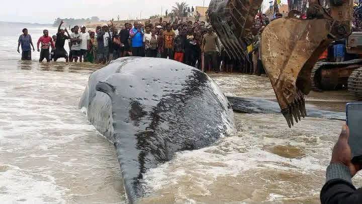 Baleine échouée à Moanda : après un épisode inédit, le gouvernement promet de mieux se préparer