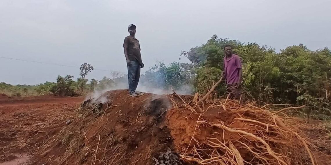 RDC : un nouveau Code forestier en préparation