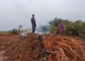RDC : un nouveau Code forestier en préparation