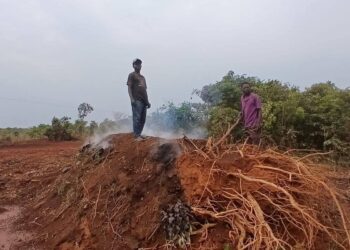 RDC : un nouveau Code forestier en préparation