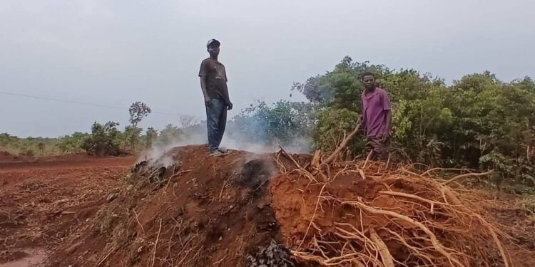 RDC : un nouveau Code forestier en préparation