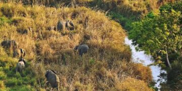 Patrimoine mondial : le Parc national de la Garamba sort enfin de la liste rouge de l&rsquo;UNESCO