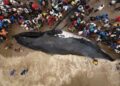 Muanda : la baleine n&rsquo;a pas survécu, un drame écologique qui interpelle la RDC