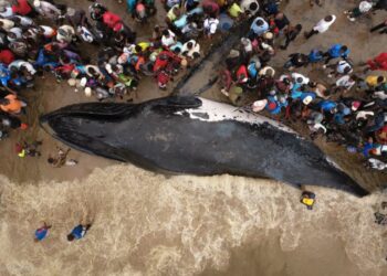 Muanda : la baleine n&rsquo;a pas survécu, un drame écologique qui interpelle la RDC