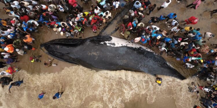 Muanda : la baleine n’a pas survécu, un drame écologique qui interpelle la RDC