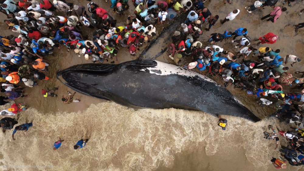 Muanda : la baleine n&rsquo;a pas survécu, un drame écologique qui interpelle la RDC