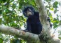RDC : une nouvelle espèce de singe découverte dans les forêts du parc de la Lomami