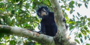 RDC : une nouvelle espèce de singe découverte dans les forêts du parc de la Lomami