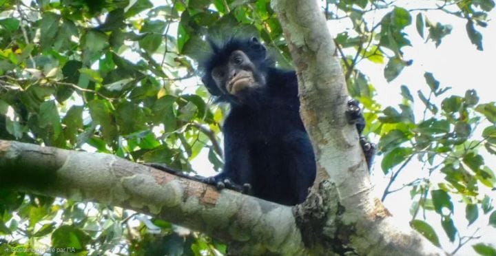 RDC : une nouvelle espèce de singe découverte dans les forêts du parc de la Lomami