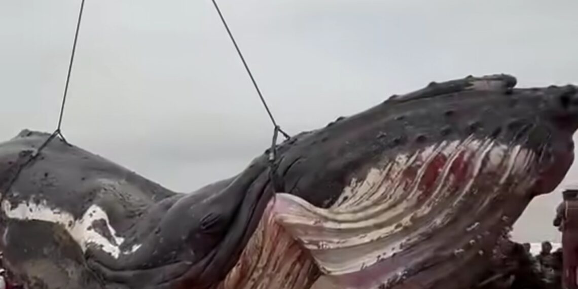 Muanda : après une ultime mobilisation, la baleine n&rsquo;a pas survécu
