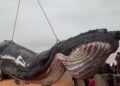 Muanda : après une ultime mobilisation, la baleine n&rsquo;a pas survécu