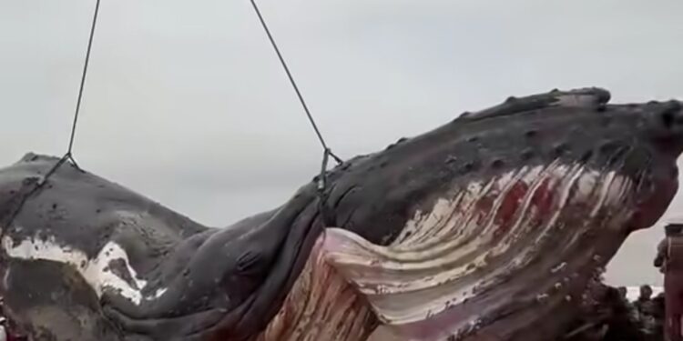 Muanda : après une ultime mobilisation, la baleine n&rsquo;a pas survécu