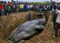 Muanda : La baleine sortira de terre