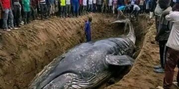Muanda : La baleine sortira de terre