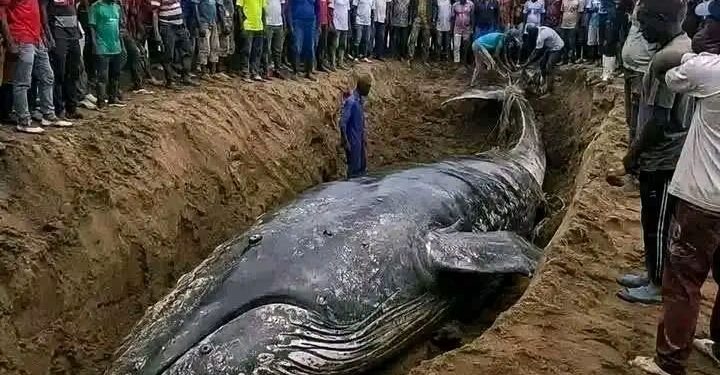 Muanda : La baleine sortira de terre
