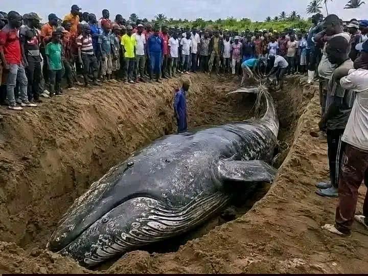 Muanda : La baleine sortira de terre