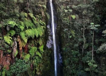 Marché du carbone : la RDC veut reprendre le contrôle de sa richesse climatique